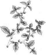 Image 49