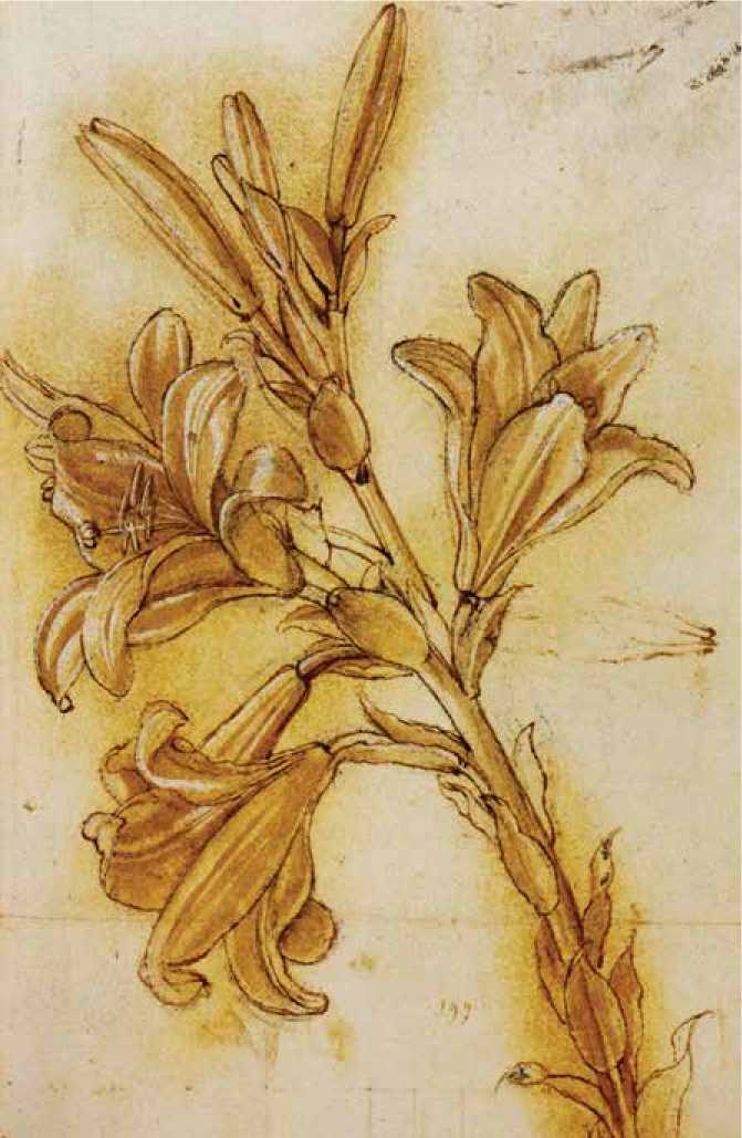 Image 30