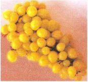 Image 39